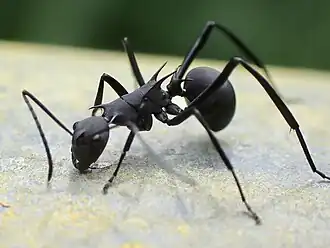 Polyrhachis abdominalis