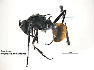 Polyrhachis ammonoeides