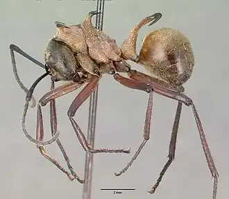 Polyrhachis bihamata