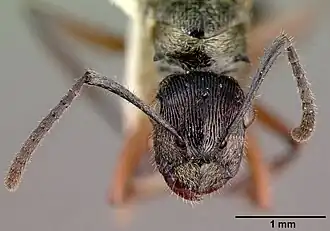 Polyrhachis clarkei