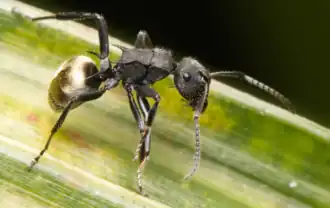 Polyrhachis erato