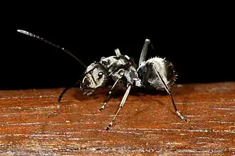 Polyrhachis foreli