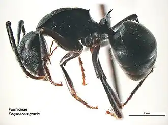 Polyrhachis gravis