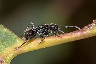 Polyrhachis hirsuta