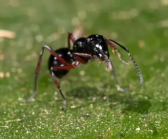 Polyrhachis laevissima