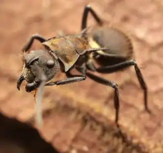 Polyrhachis limbata