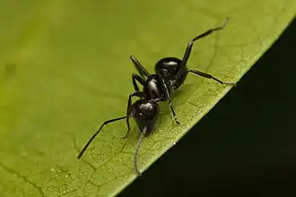 Polyrhachis mackayi