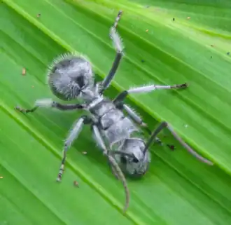 Polyrhachis medusa