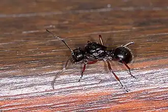 Polyrhachis monteithi