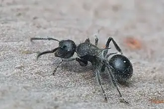 Polyrhachis punctiventris