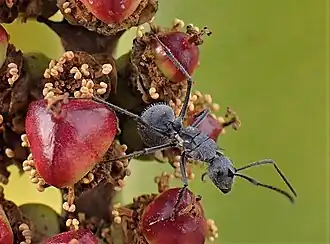 Polyrhachis schistacea