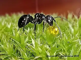 Polyrhachis scissa