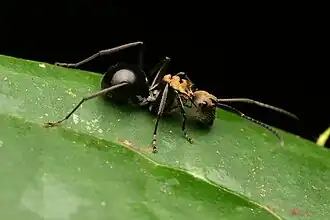 Polyrhachis sericata