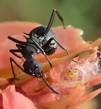 Polyrhachis tubericeps