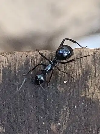 Polyrhachis venus