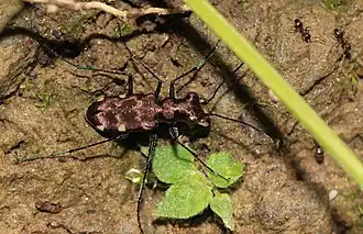 Polyrhanis arfakensis