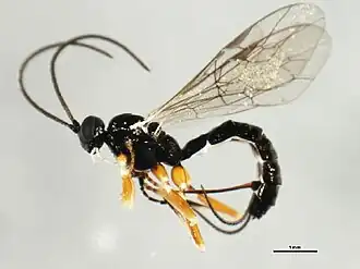 Polysphincta tuberosa