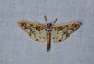 Polythlipta liquidalis