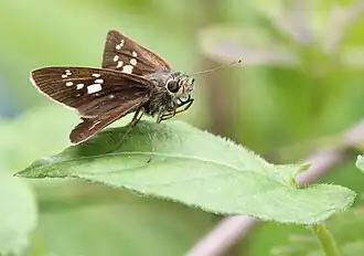 Polytremis pellucida