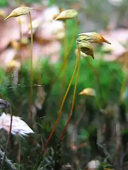 Kapselsteeltjes van sporenkapsels bij haarmos (Polytrichum)