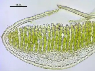 Polytrichum strictumdwarsdoorsnede van het blad met lamellen op de bladnerf