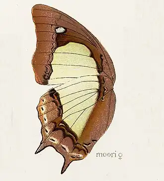 Polyura moori