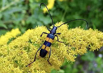 Polyzonus fasciatus