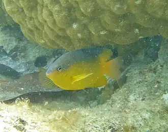 Pomacentrus simsiang