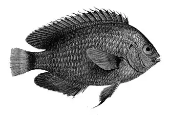 Pomacentrus trichrourus