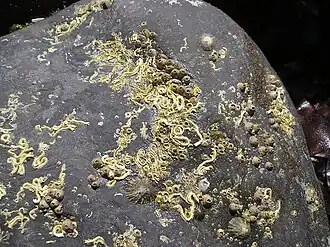 Driekantige kalkkokerworm