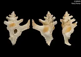 Ponderia elephantina