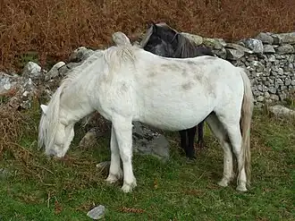Eriskay pony's on Holy Isle
