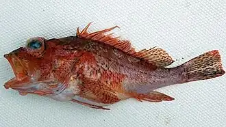 Pontinus furcirhinus