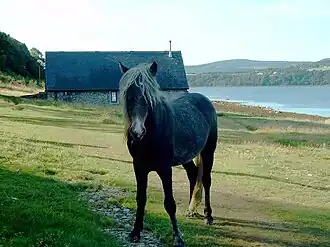 Eriskay pony