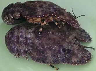 Parribacus caledonicus