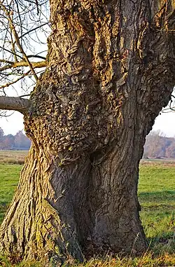 Stam van zwarte populier