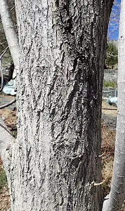 Stam van Afghaanse populier