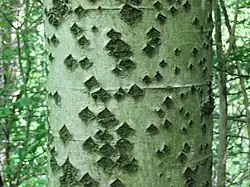 Stam met ruitvormige lenticellen