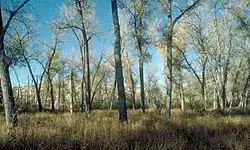 Populus deltoides subsp. monilifera