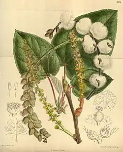 P. lasiocarpa - Curtis's Botanical Magazine