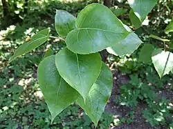 Blad van P. wilsonii