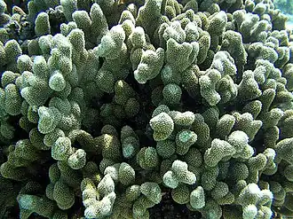 Porites annae
