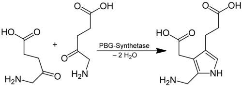 Reactie van 5-aminolevulinaat tot porfobilinogeen