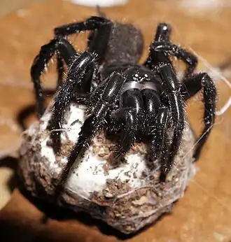 Porrhothele quadrigyna