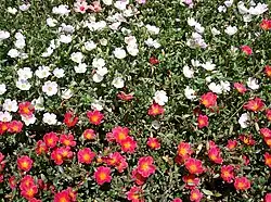 Twee rassen bloeiende postelein