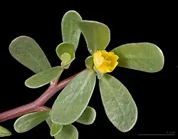 Portulaca oleracea