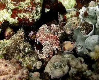 Portunus (Xiphonectes) longispinosus