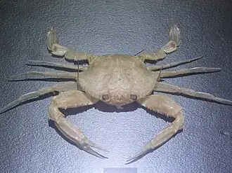 Portunus (Monomia) gladiator