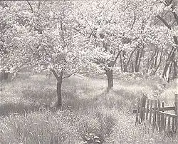 Apple Trees in Blossom, 1897