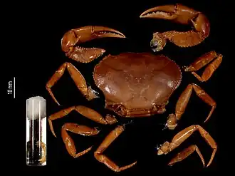 Potamocarcinus magnus